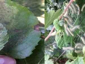 Tarıma Ekonomik Zarar Veriyor