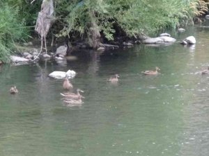 Yaban Ördekleri Yavrularını Kars’ta Büyüttü