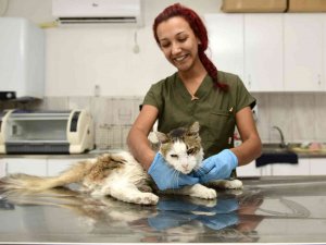 Zehirlenen Sokak Kedisi Hayata Tutundu