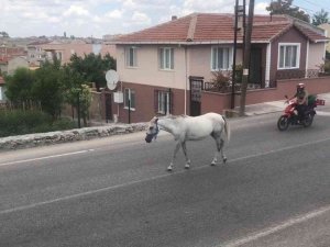 Kırklareli’nde Başıboş Atlar Trafiği Tehlikeye Sokuyor