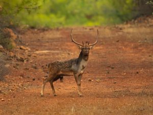 Milli Park’a Bırakılan Alageyikler Koskoca Bir Aile Oldular