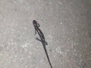 Gümüşhane’de Nesli Tükenmekte Olan ’Kafkas Semenderi’ Görüntülendi