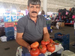 Organik Domateslerin Büyüklüğünü Gören Bir Daha Bakıyor