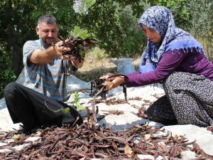 Harnup Üreticisini Sevindirdi