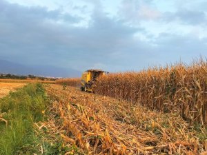 Mısırda Verim, Çiftçinin Yüzünü Güldürdü