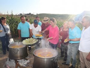 Mısır Hasadı Şenlik Havasında Başladı