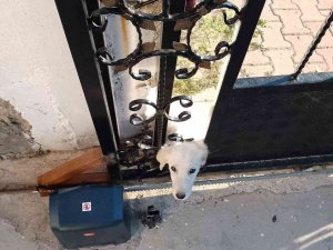 Demir Kapıya Başı Sıkışan Köpeği İtfaiye Ekipleri Kurtardı