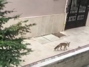 Başkentte Aç Ve Susuz Kalan Tilkiler Şehir Merkezine İndi