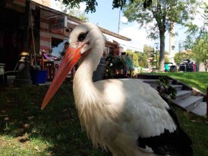 Kayıp Leylek Geri Döndü