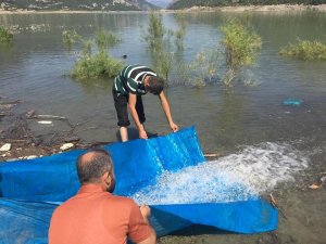 Sinop’ta İç Sulara 2 Milyon 697 Bin Sazan Takviyesi