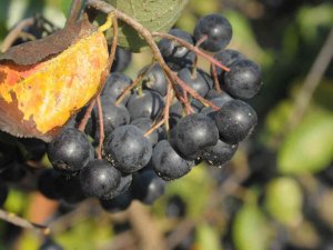 Süper Meyve ‘Yalova Aronyası” Hasat İçin Gün Sayıyor