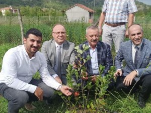 Zonguldak’ta Aronya Meyvesinin Hasadı Gerçekleştirildi