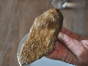 Şırnak’ta 50 Milyon Yıllık Olduğu Değerlendirilen Fosil Bulundu