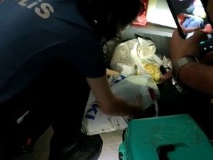 Bodrum Katında Mahsur Kalan Kediyi Polis Ekipleri Kurtardı