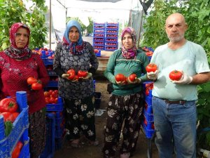 Isparta Yaylalarında Domates Hasadı Başladı