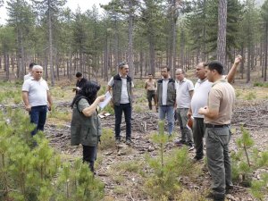 Köyceğiz’de Karaçam Gençleştirme Sahaları İncelendi