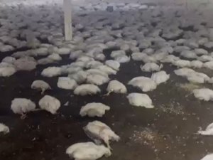 20 Bin Tavuk Telef Oldu