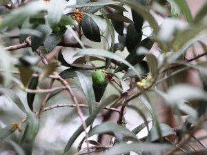 Tarihi Trabzon’da Milattan Önceye Dayanıyor Ama Bugünlerde Adı Var Kendisi Yok