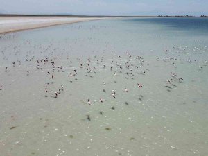Arin Gölü’nün Renkli Misafirlerine Büyük İlgi