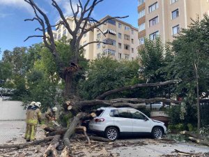 Kadıköy’de 150 Yıllık Meşe Ağacı Park Halindeki 6 Aracın Üstüne Devrildi