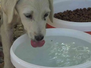 Bursa’da Sıcak Havalarda Sokaktaki Can Dostlar Unutulmuyor