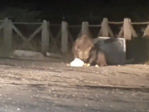 Uludağ’da Aç Kalan Ayı Oteller Bölgesine Geldi