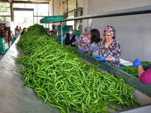 Üretken Belediyecilik Bilimin Gündeminde