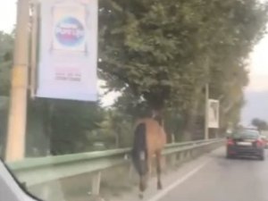 Bursa’nın Yollarında Başıboş Atlar Cirit Atıyor