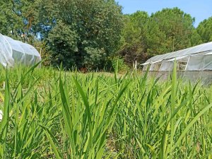 Buü’de Damla Sulama Yöntemi İle Çeltik Üretimi Başladı