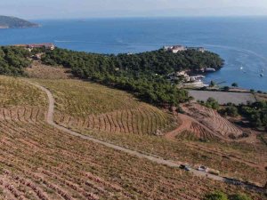 Heybeliada’da Yanan Ormanlık Alan 1. Yıl Dönümünde Eski Yeşil Görünümüne Kavuşuyor