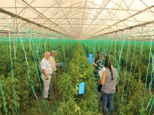 Elmalı’da Çiftçiye 10 Bin Adet Yapışkan Tuzak Dağıtıldı