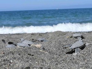 Hatay’da Yavru Kaplumbağalar Denizle Buluştu