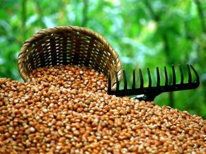 Düzce’de Fındık Alımları Başlıyor