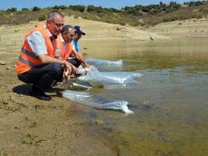Aydın’da 741 Bin Sazan Suyla Buluştu