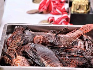 Zehirli Aslan Balığını Yakalamak İçin Yarıştılar, Tuttuklarını Izgarada Pişirip Yediler