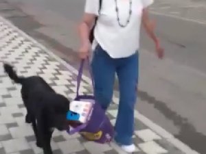 Muhtarın Çantasını Taşıyan Sokak Köpeği Gülümsetti
