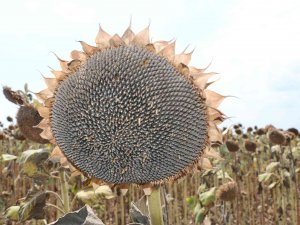 Stratejik Ürün Ayçiçeğinde Hasat Mesaisi