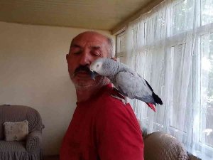 Kayıp Papağanlarını Bulununca Sevinç Gözyaşı Dökmüşlerdi, O Anları Anlattılar