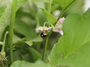 Ordu Tarımda Verim Ve Kaliteyi ‘Bombus Arısı’ İle Arttıracak