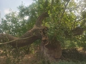 Kayalar Köyündeki 600 Yıllık Tarihi Çınar Yıkıldı