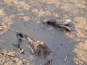 Petrol Atığında Mahsur Kalan Nesli Tükenmekte Olan ’Çizgili Sırtlan’ Telef Oldu