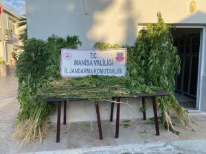 Manisa’da Kenevir Operasyonu