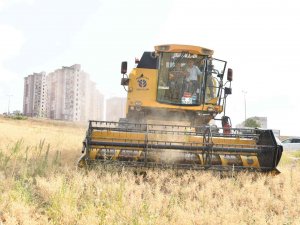 Mamak’ta Nohut Hasadı