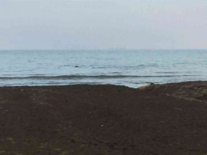 Ordu’da Yunuslar Görüntülendi