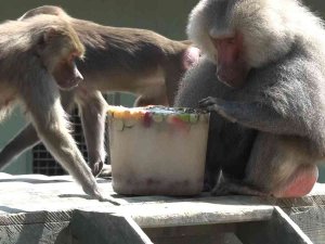 Sıcaktan Bunalan Hayvanların Buzlu Meyve Keyfi