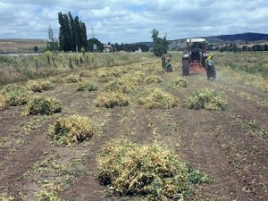 İ̇lk Kez Ekimi Yapılan Kuru Bezelyenin Hasadı Yapıldı