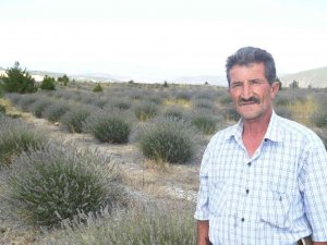 Eski Linyit Sahaları Lavanta Kokacak