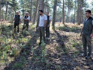 Kütahya’da Orman Bakım Çalışmaları