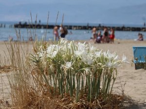 Ekodosd, Kum Zambaklarının Korunması İçin Çalışma Başlattı