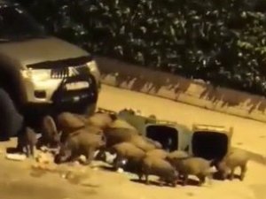 Aç Kalan Domuzlar Kent Merkezindeki Çöpleri Talan Etti